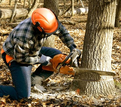 Tree Removal in Berkeley Springs, WV